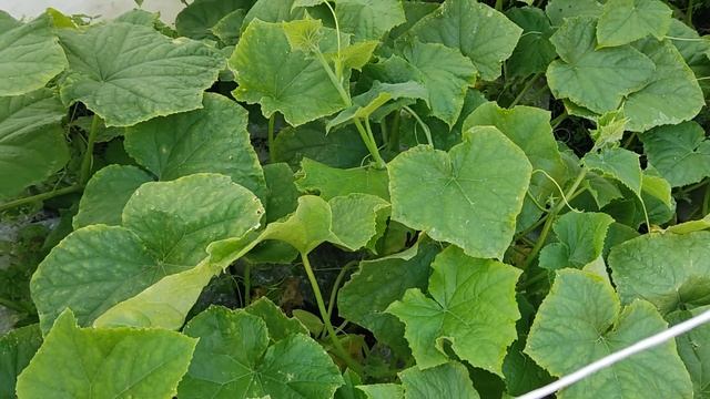 ОГУРЦЫ на Грядке Термос середина Июля! Плодоносят на две недели раньше! Очень вкусные сорта! смотреть онлайн