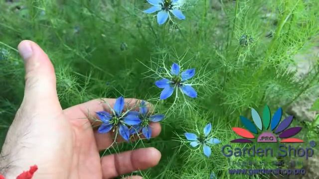 Как изглежда цвете Нигела дамасцена - Nigella damascena (Черен кимион, Челебитка) смотреть онлайн
