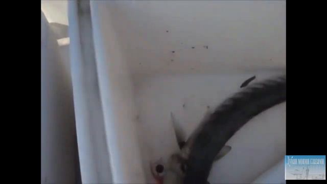 Рыбалка в Дубаи / Fishing in Dubai смотреть онлайн