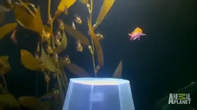 Аквариум над головой Креативный дизайн кровати от Wayde King и Brett Raymer смотреть онлайн