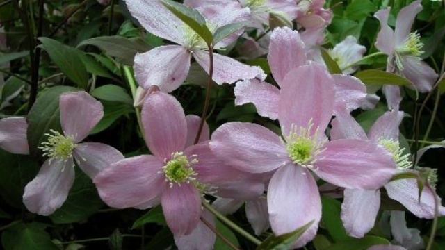 Elizabeth Clematis Montana - Tribute To Majesty Queen Elizabeth