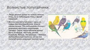 Попугаи, канарейки природоведение 6 кл