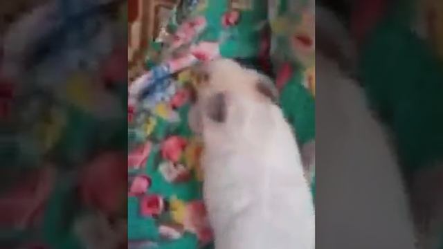 Хомячок спит на мне!!!😮Вы такое не видели!!! смотреть онлайн