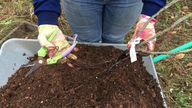 Посадка роз в условиях Сибири. Как сажать розы в Сибири? смотреть онлайн