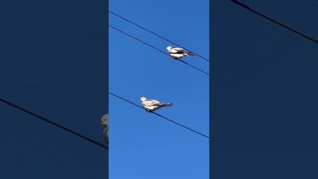 Горлица плакучая / Мексика/ птицы которых я встречаю #shorts смотреть онлайн