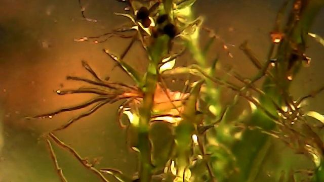 Почвенный клещ смотреть онлайн