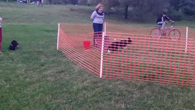 Бордер колли Веник - флайбол смотреть онлайн