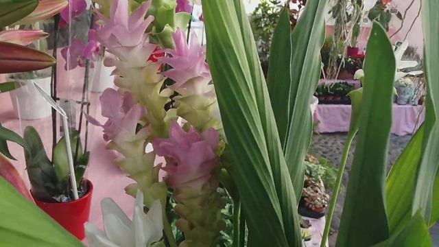 Mercatino dei fiori(рыночек цветов) в Санремо, Италия. Лигурия смотреть онлайн