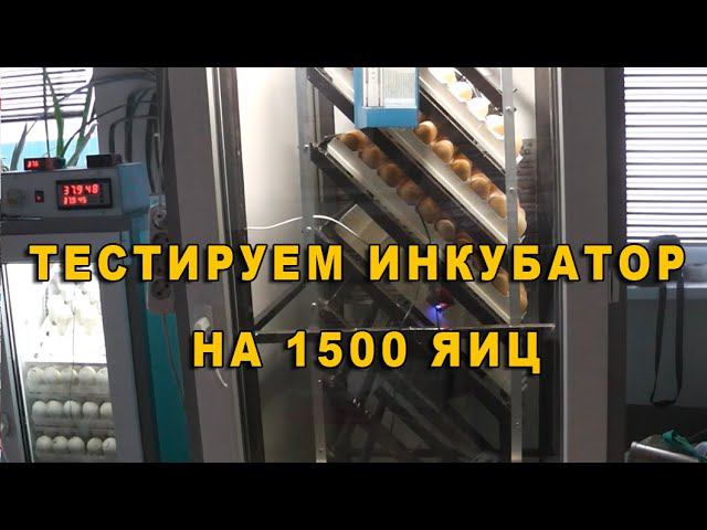 Тестируем новый инкубатор. Чем отличаются медленнорастущий и быстрорастущий цветной бройлер? смотреть онлайн