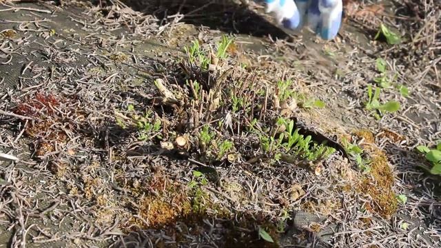 Обрезка лаванды весной Хидкот не перезимовал Как перезимовало большое поле смотреть онлайн