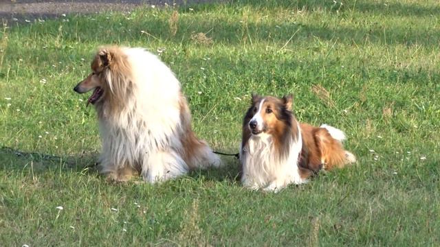 Moje Collie смотреть онлайн