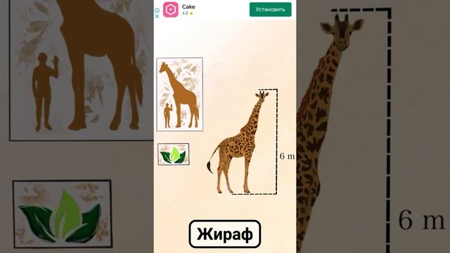 Интересные факты о жираф для детей смотреть онлайн