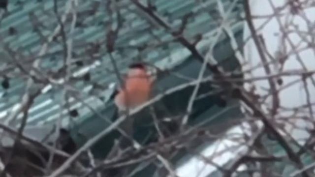 К нам прилетели снегири ?? смотреть онлайн