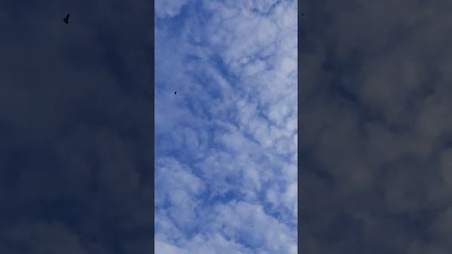 Голуби свердловские высоколетные. Питомник Наумыча смотреть онлайн