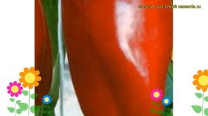 Перец сладкий Подарок Молдовы. Краткий обзор, описание характеристик Podarok Moldovy