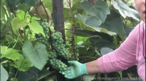 Виноград "Люсиль" (7 августа).