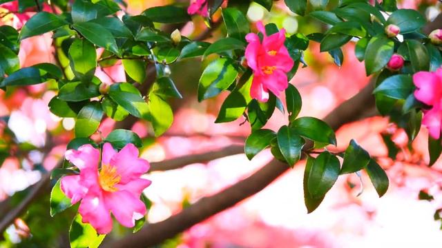 0424#木#サザンカ[山茶花]#家の周り#Tree#Camellia sasanqua#around the house#20201206 смотреть онлайн