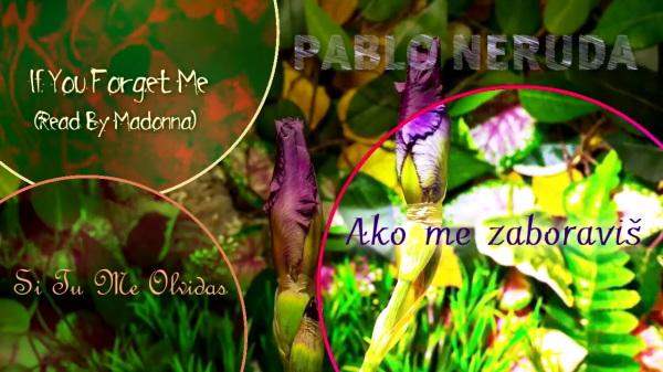 Pablo Neruda – Ako me zaboraviš (Tekst)