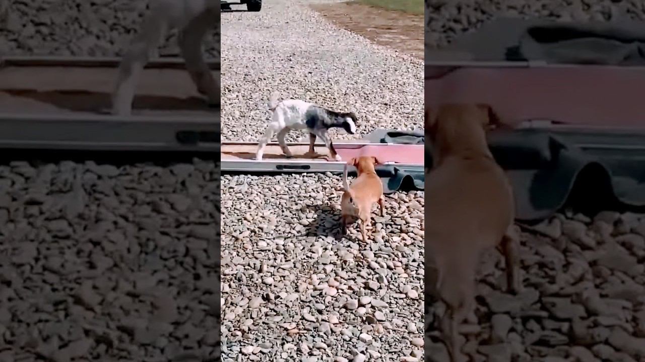 ▷Пес и козлик не подружились◁ смотреть онлайн