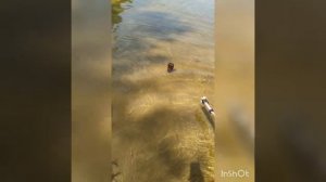 Подводное ружье СССР, проверка на водоёме.