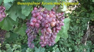 Виноград 2023. Клубничный - неплохой результат