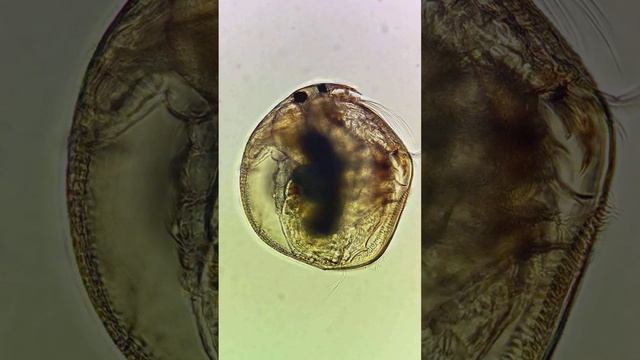 Биение сердца у "водяной блохи" смотреть онлайн