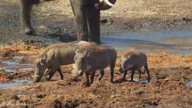 4K African Wildlife - Matobo National Park, Zimbabwe with Relaxing Music смотреть онлайн