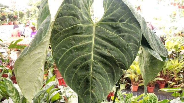 How to Care & Cultivate Anthurium Regale (Indoor Rare Plants) смотреть онлайн