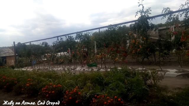 Самые СЛАДКИЕ сорта ТОМАТОВ сезона 2020 смотреть онлайн