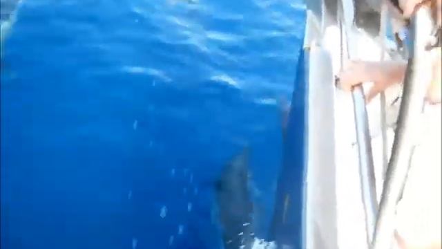 Дельфины сопровождают яхту на Сицилии смотреть онлайн