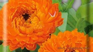 Календула низкорослая Фиеста оранжевая ? обзор: как сажать, семена календулы Фиеста оранжевая