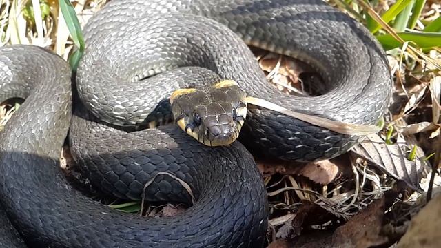 Учинское водохранилище. Уж (2) смотреть онлайн
