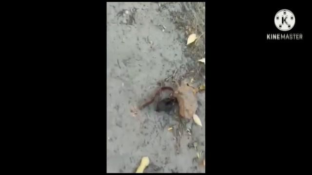 Тойна,домашних животных🤫🐹 смотреть онлайн