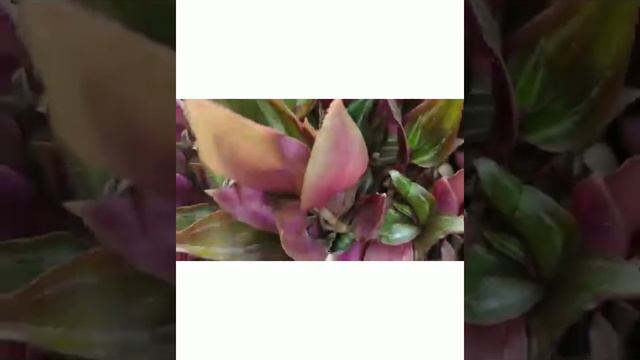 🟡⬆️ Mudas de LAMBARI - plantadas no Vaso. Tradescantia zebrina. смотреть онлайн