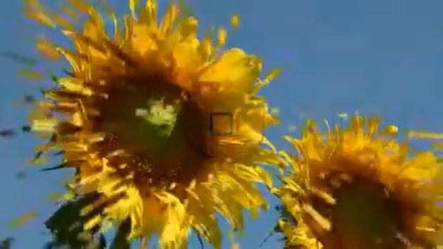 Sony Alpha A700 - film promocyjny смотреть онлайн