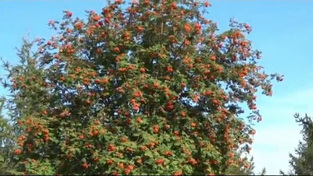 ЗАРИСОВКА РЯБИНЫ смотреть онлайн