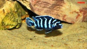 Цихлида Псевдотрофеус Демасони Содержание В аквариуме Разведение и Совместимсость