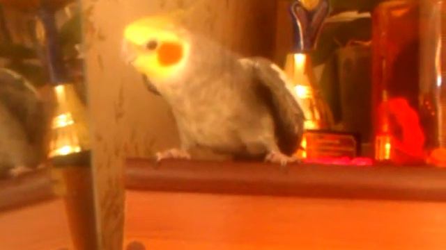 Бодя мой смешной попугай