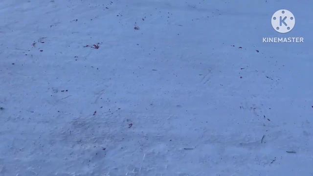 Дорога в крови( неизвестного происхождения) и безобразие возле баков.14.01.2023 г. Влог Адамовка.