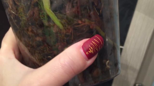 Орхидея Шиллериана не нарушила традицию !!!!!! Cycknodes осчастливил !!!!! ))))))) смотреть онлайн