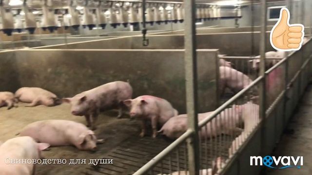 Первое осиминение свиноматок!как определить что пора осеменять! смотреть онлайн