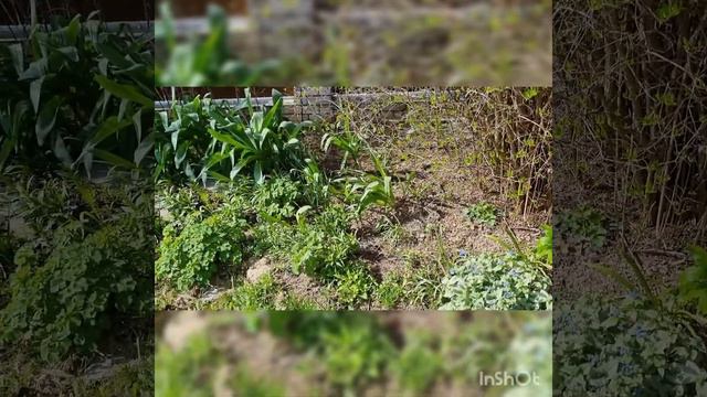 Первые краски весны.  Небольшой обзор моего сада.