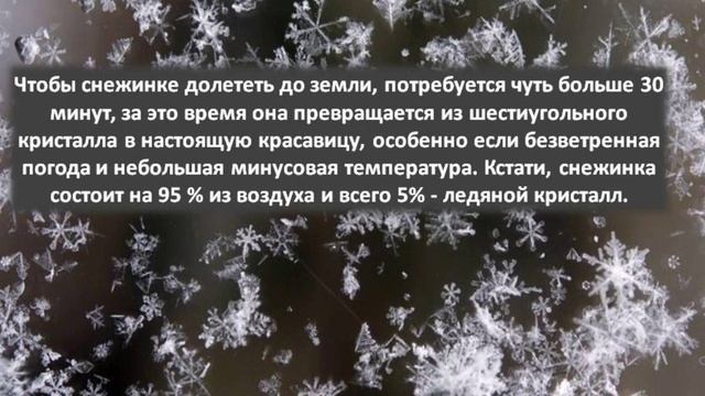 Видеоэнциклопедия «Ледяные красавицы» смотреть онлайн