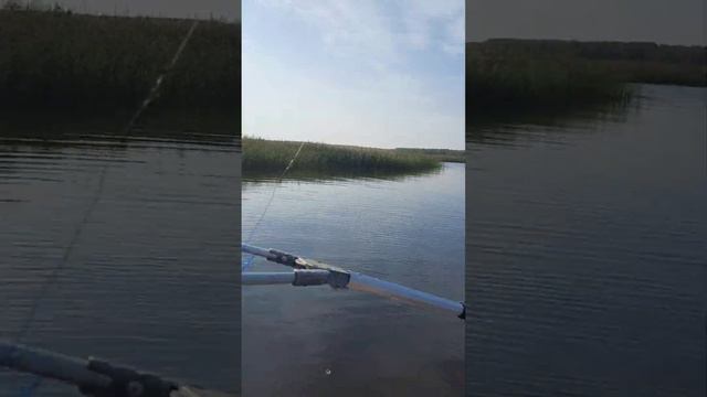 Спиннинговая рыбалка на щуку на Иваньковском водохранилище! смотреть онлайн