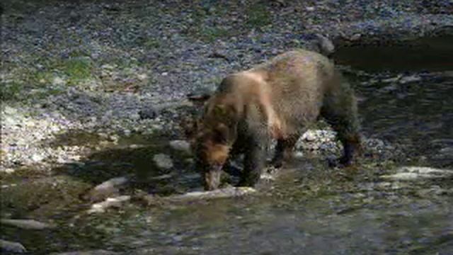 Prince Rupert Adventure Tours смотреть онлайн