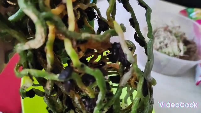 Пересадка орхидеи из покупного горшочка#обзор#орхидеи#пересадка#уход#цветы#фаленопсис смотреть онлайн