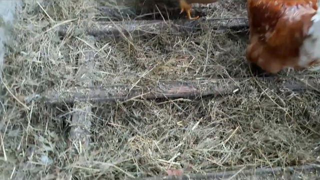 Кто живёт в моём курятнике??? смотреть онлайн