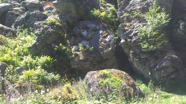 Wildlife Observation; The Wild Bastiaan смотреть онлайн