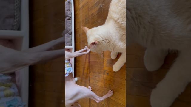Что тут происходит?! #котики #коты #кот #кошка #приколысживотными #котик #кошечка #котенок смотреть онлайн