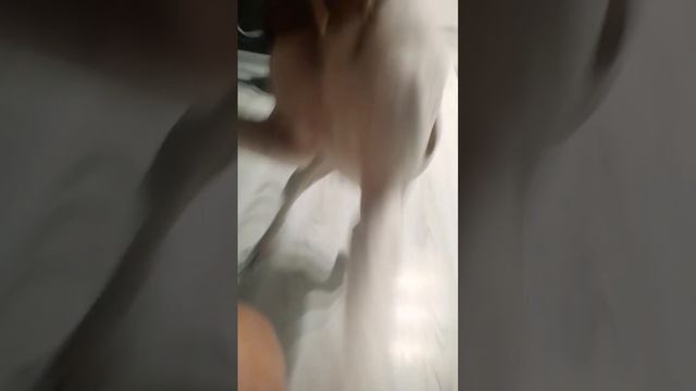 Афи #афиамстафф #амстафф #Питбуль #Стаффорд #amstaff #pitbull смотреть онлайн